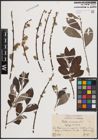 Foto von Salix cinerea L.